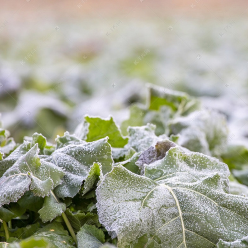 Användning och underhåll av frostskyddsnät