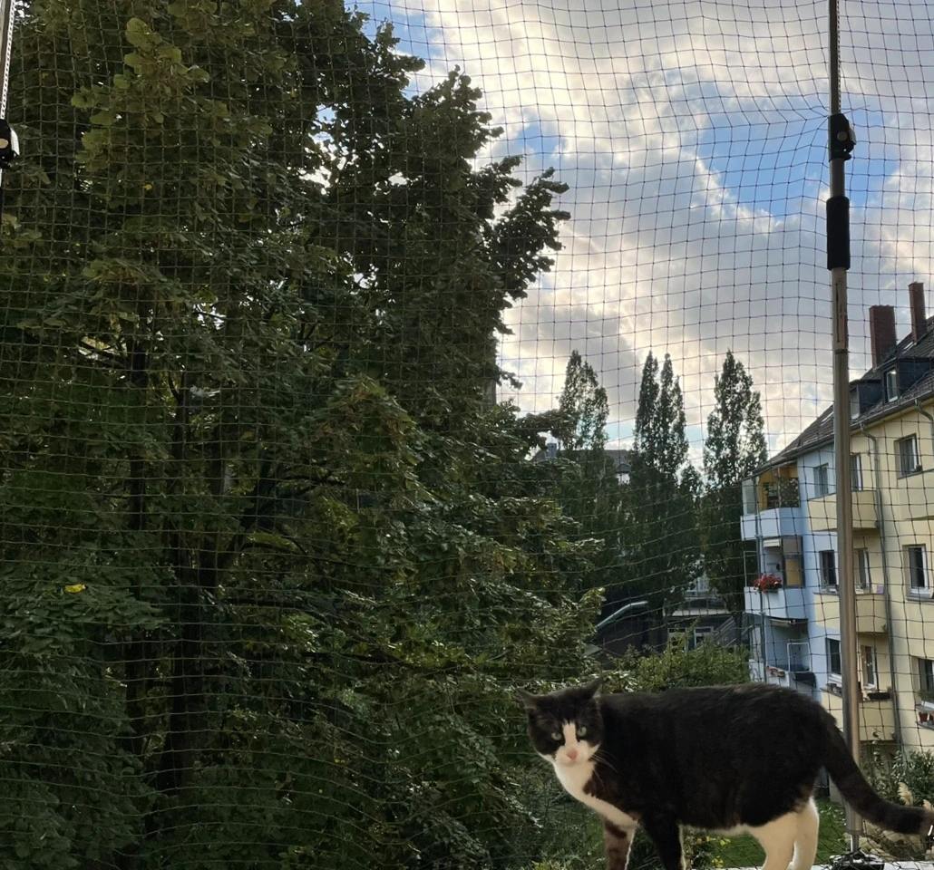 Cats skyddsnät